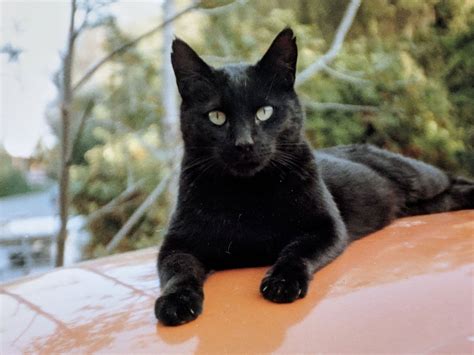 The Black Cats .